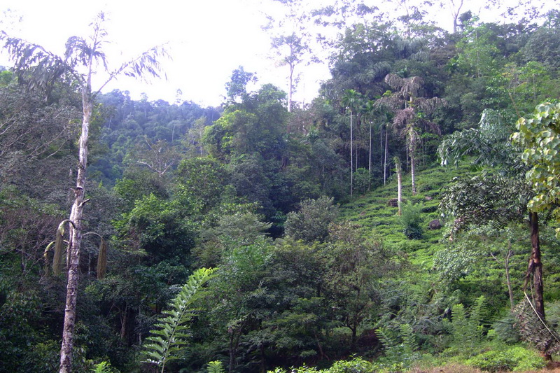 Sri Lanka, Sinharaja